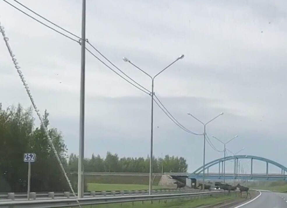 Под Ярославлем заметили перебегающих трассу М8 лосей