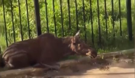 В Ярославле три лосенка забежали в закрытый двор