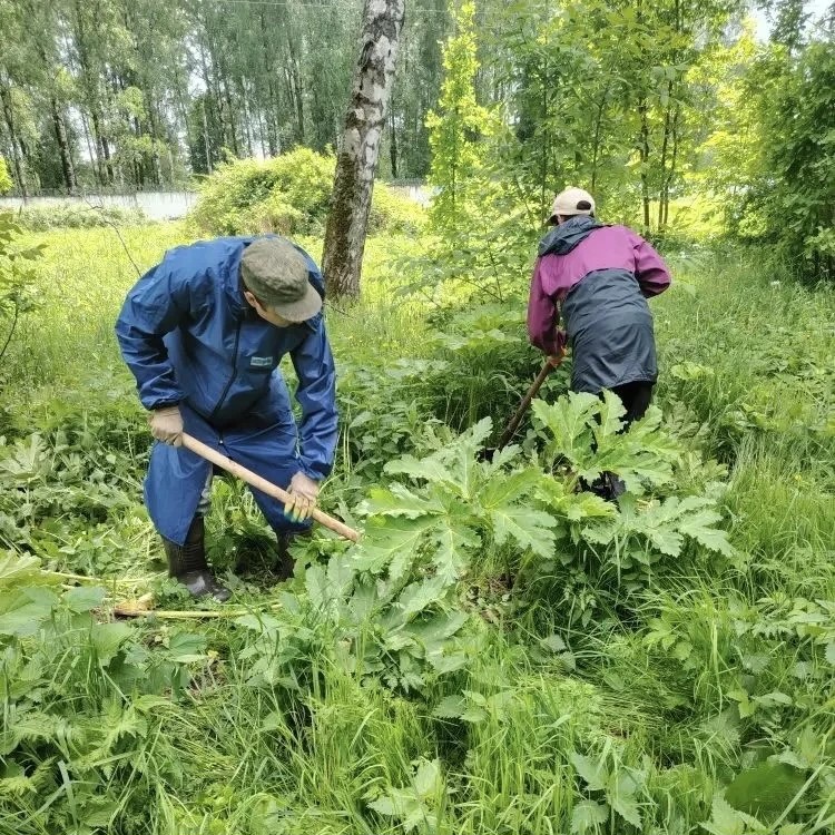В Ярославле специалисты выезжают по обращениям для уничтожения борщевика