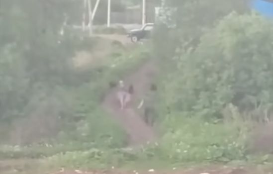 Под Ярославлем стая собак напала на женщину