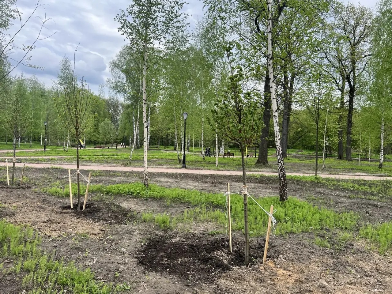 Реализация программы «Формирование комфортной городской среды» помогает в озеленении Ярославля