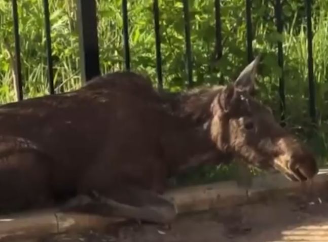 Лоси разбили автомобили на парковке в Заволжском районе Ярославля