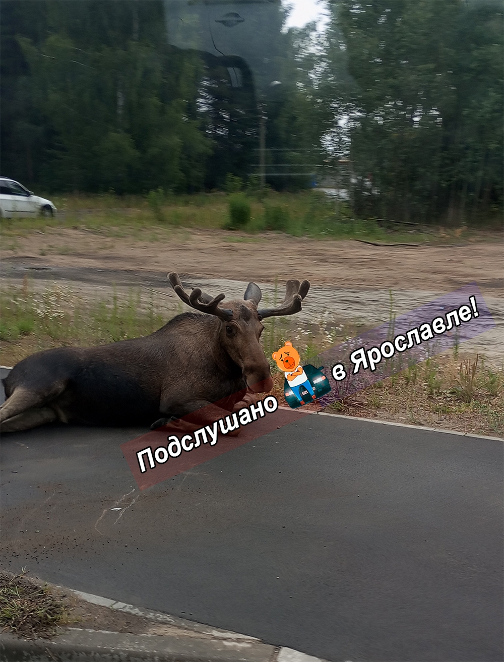 В результате ДТП с лосем в Ярославле иномарка повисла на отбойнике