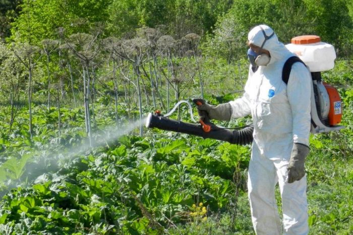 В Рыбинске и пяти округах Ярославской области провели обработку от борщевика