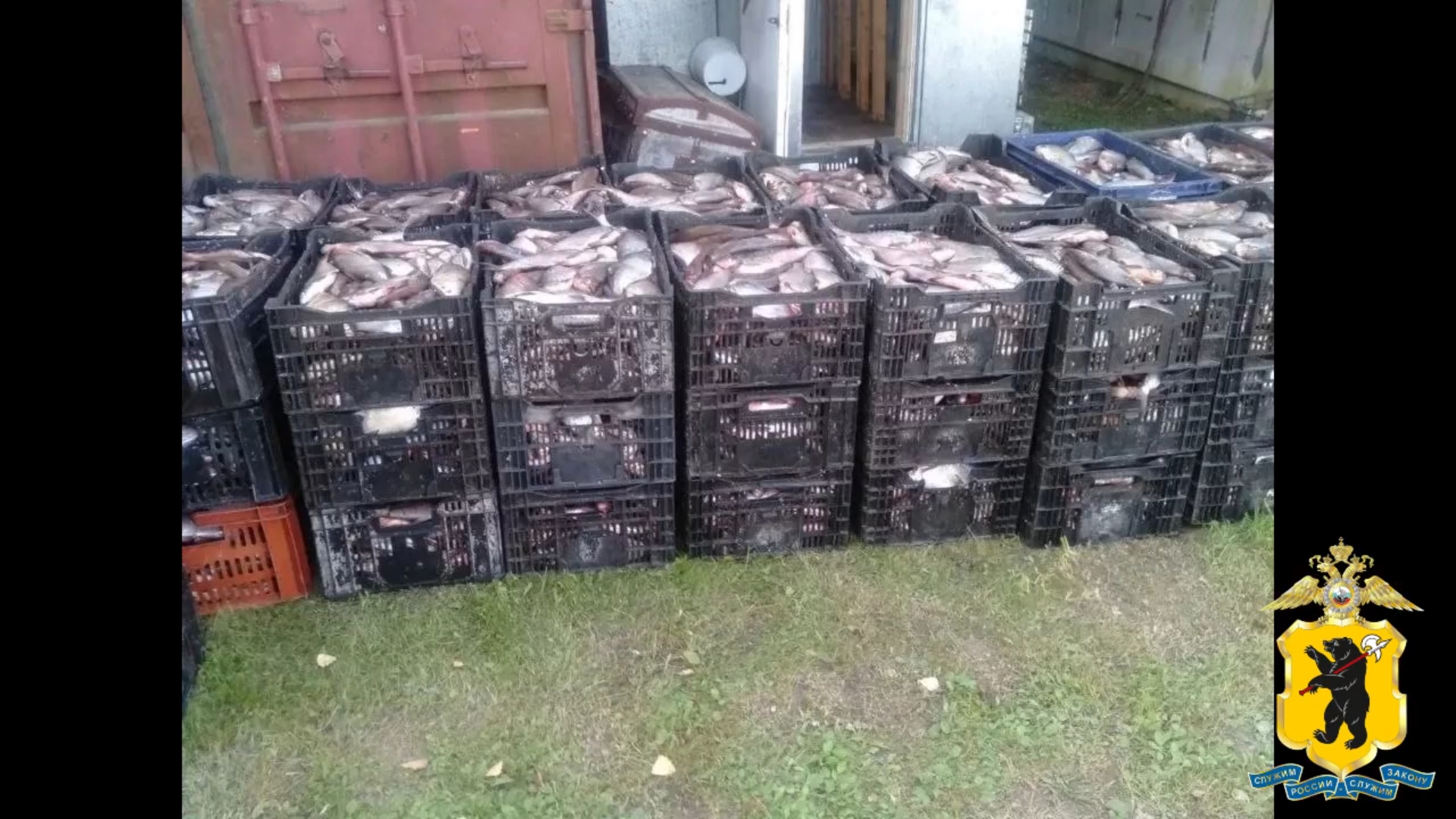 В Ярославской области предприниматель приобрел почти 40 тысяч незаконно добытых рыб