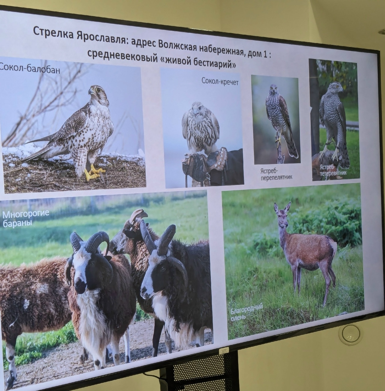 В Ярославле при раскопках нашли восьмисотлетние черепа четырехрогих баранов
