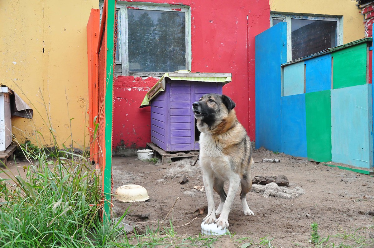 В Ярославской области реализуют проект «Детям о собаках»
