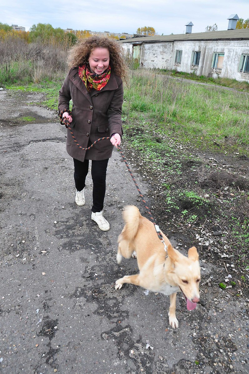 В правительстве региона озвучили сумму штрафов за неправильный выгул собак