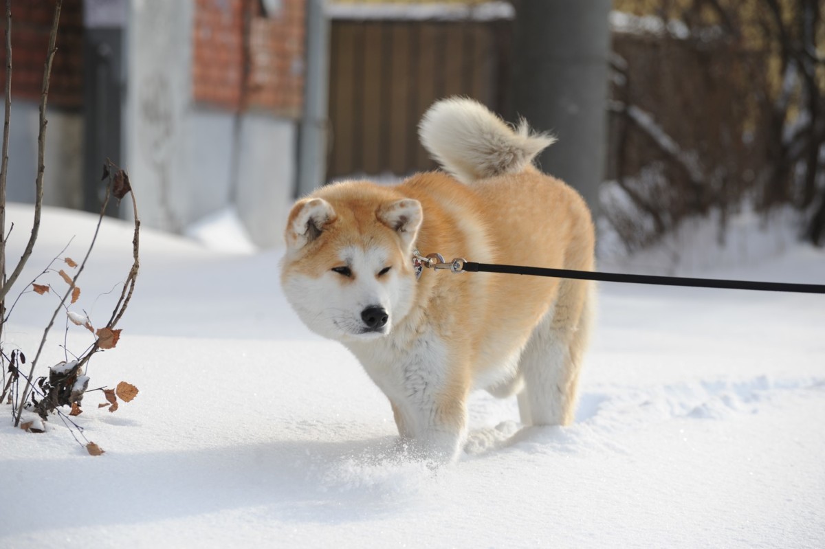 В Ярославле выделят 15 миллионов рублей на благоустройство площадок для выгула собак