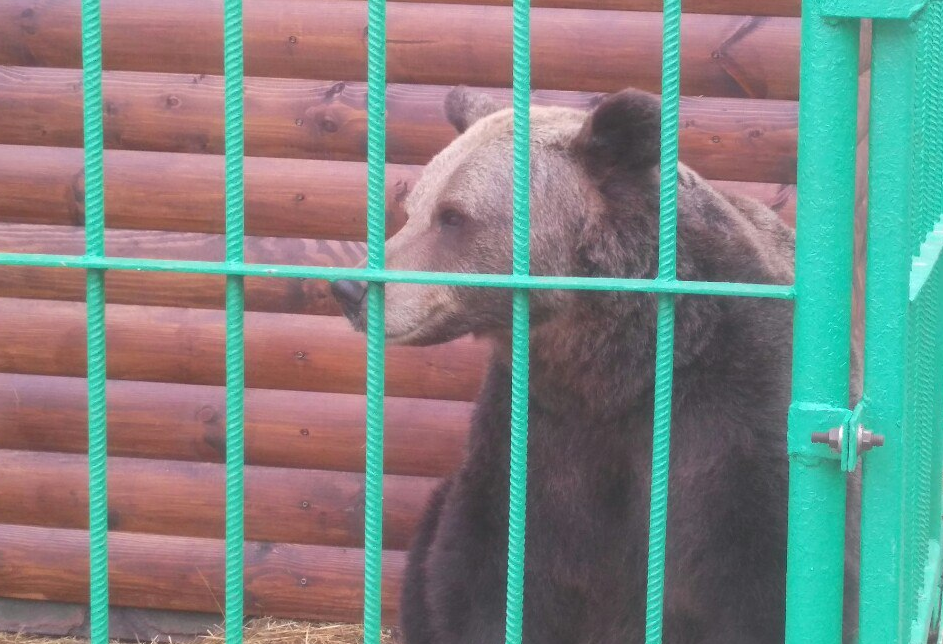 Власти объяснили, почему нельзя переселить медведицу Машу в Ярославском музее-заповеднике