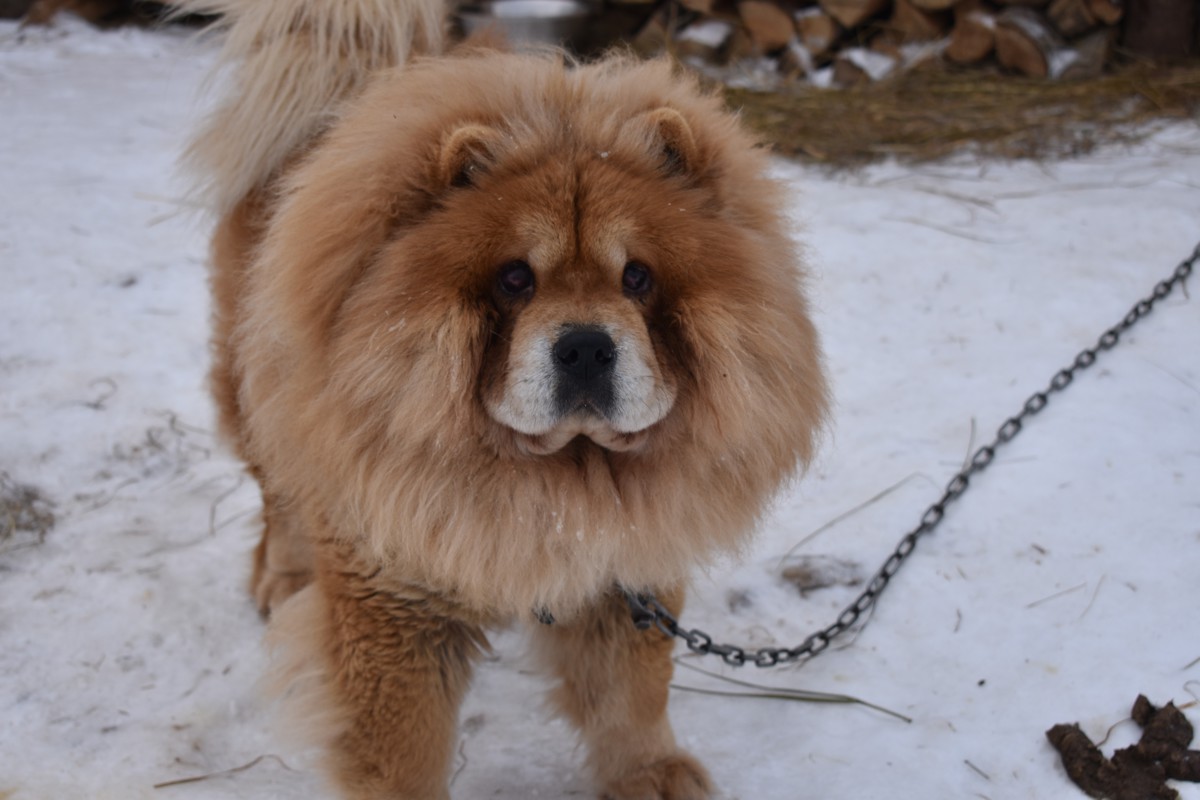 37 площадок для выгула собак обустроят в Ярославской области в следующем году