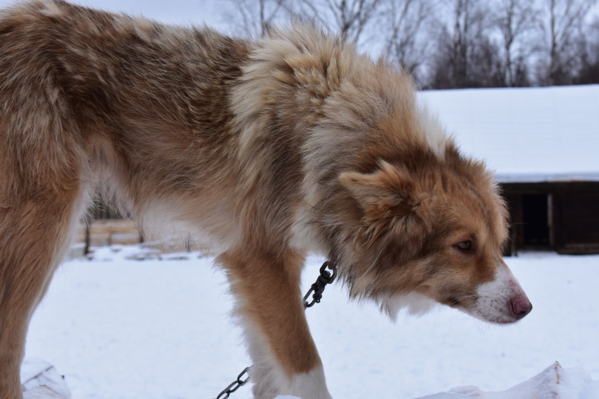 В Ярославской области домашняя собака заболела бешенством