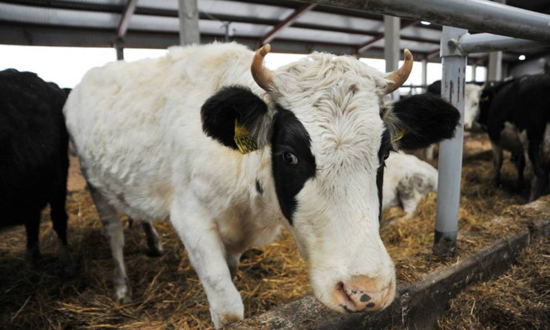 Жительница Ярославской области лишилась денег при попытке продать корову в интернете
