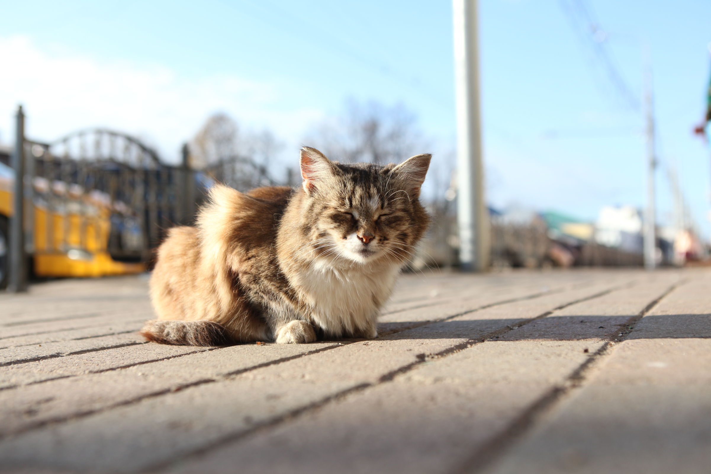 Жительница Ярославской области до смерти забила беременную кошку своей соседки