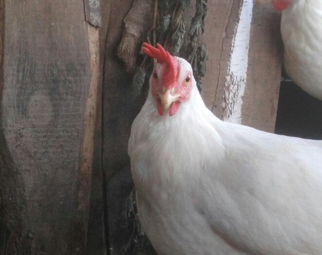 Следком проведет проверку по факту сжигания куриц на птицефабрике в Ярославской области