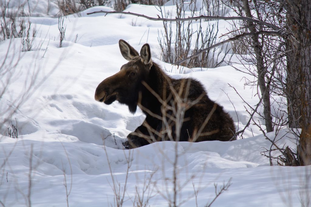 Житель Ярославской области подозревается в незаконной охоте на лося