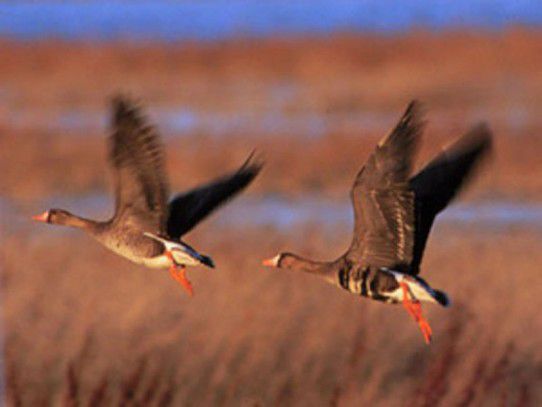 В апреле в Ярославской области откроется сезон охоты на пернатых