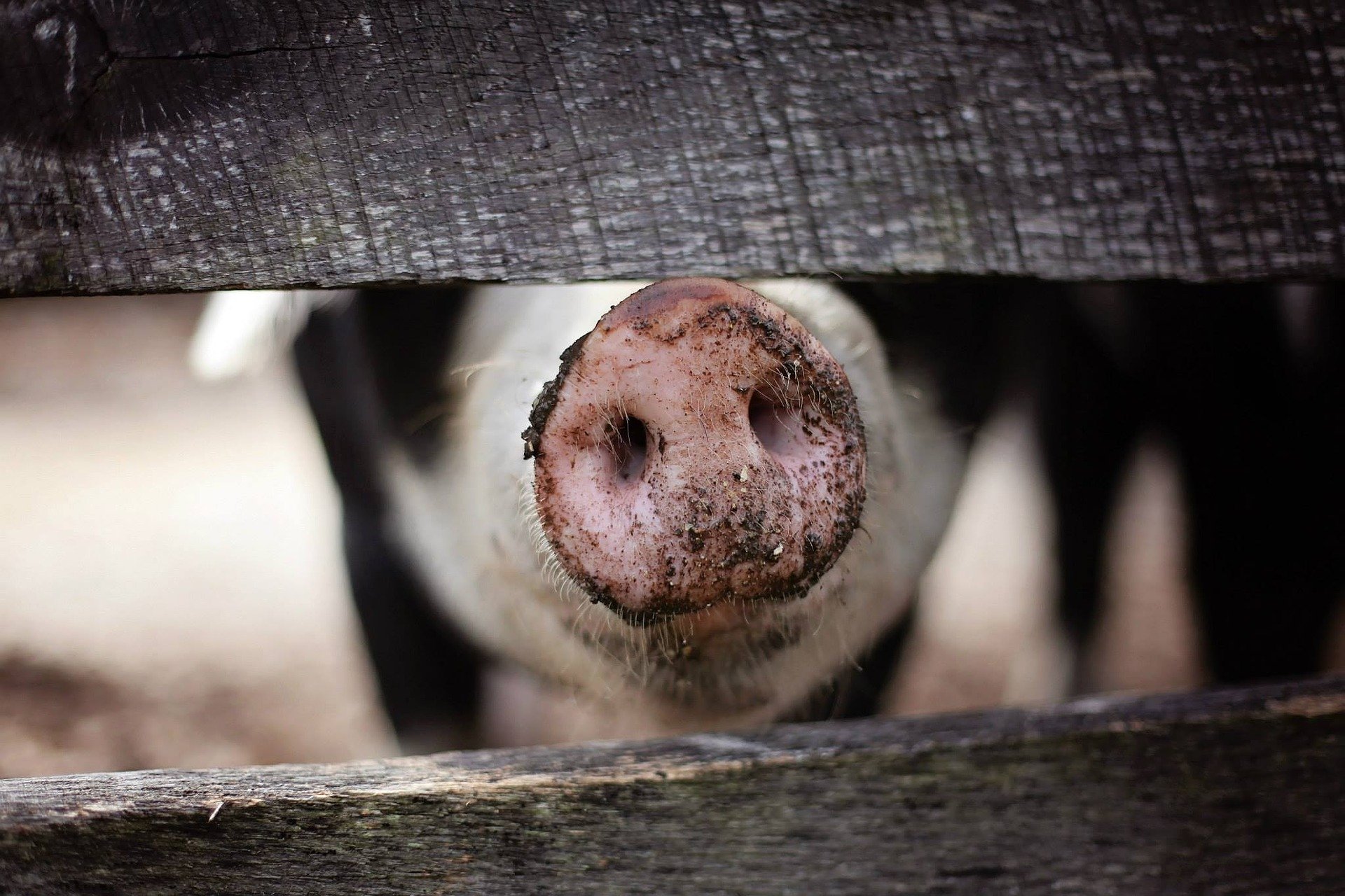 В Рыбинске и районе уничтожат всех свиней из-за вспышки африканской чумы