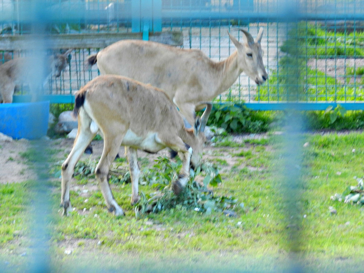 В Ярославском зоопарке беби-бум: малыши появились у лис, туров и канн