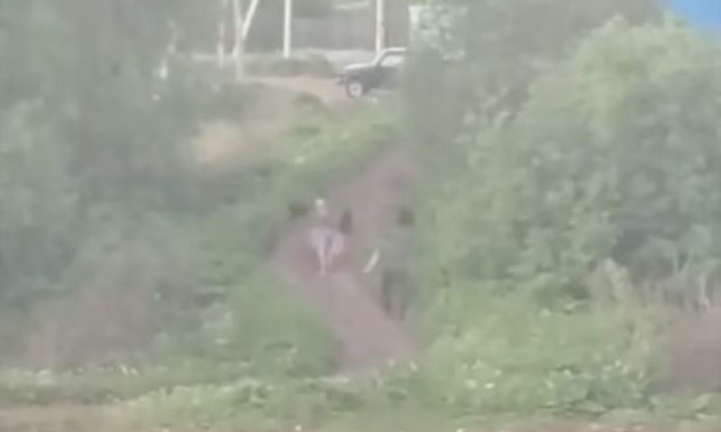 В Ярославле накажут владельца собак, напавших на женщину