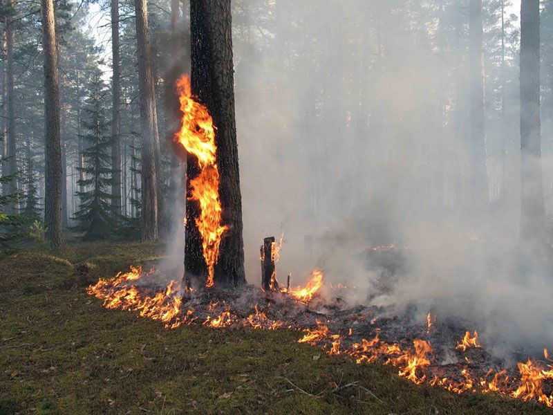 Штраф за нарушение правил пожарной безопасности в лесах – до 500 тысяч рублей