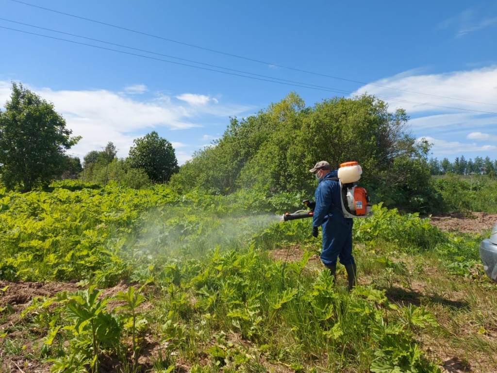 Более 6200 гектаров зараженных территорий: в Ярославской области продолжают бороться с борщевиком