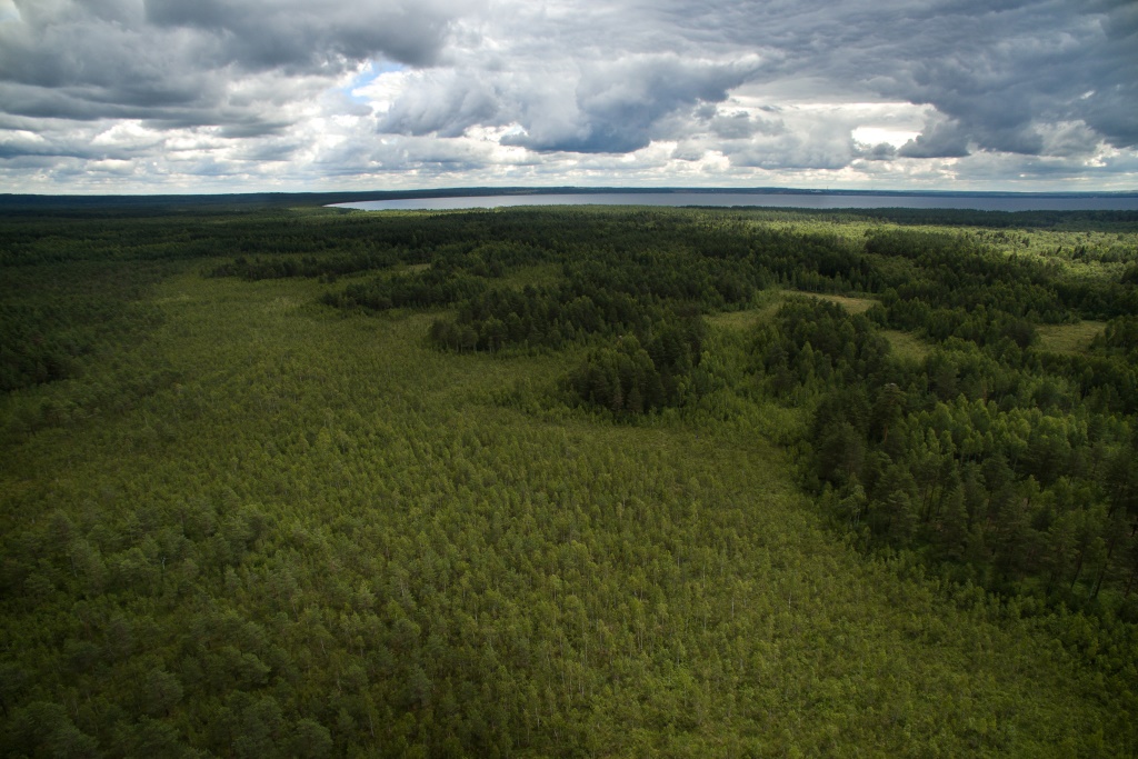 Для контроля за лесами в Ярославской области будут использовать беспилотник и видеокамеры