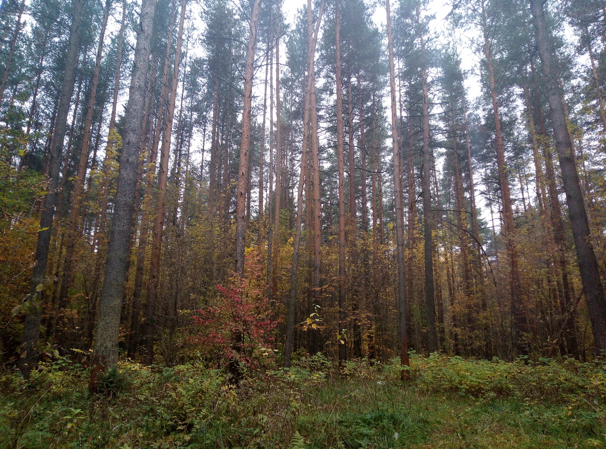 Срубил 941 дерево почти на 2 миллиона рублей: житель Ярославской области предстанет перед судом