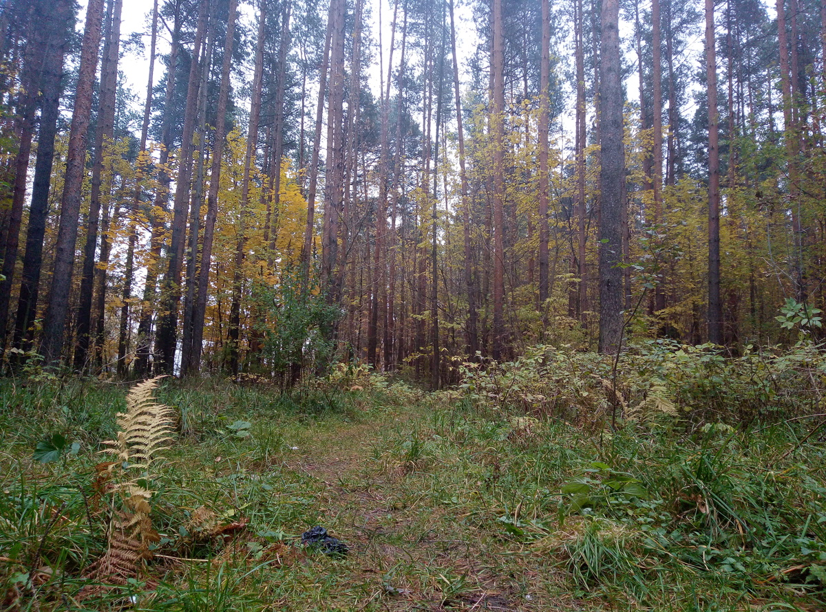 В Ярославской области незаконно вырубили деревья почти на 350 тысяч рублей