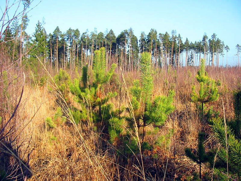 За год вред, причиненный лесам Ярославской области, уменьшился в 4,4 раза