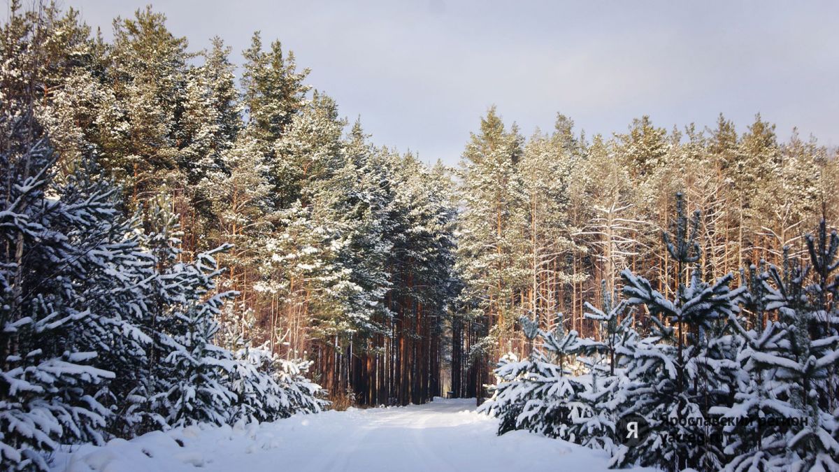 В Ярославской области за год восстановлено почти 4 тысячи гектаров лесов
