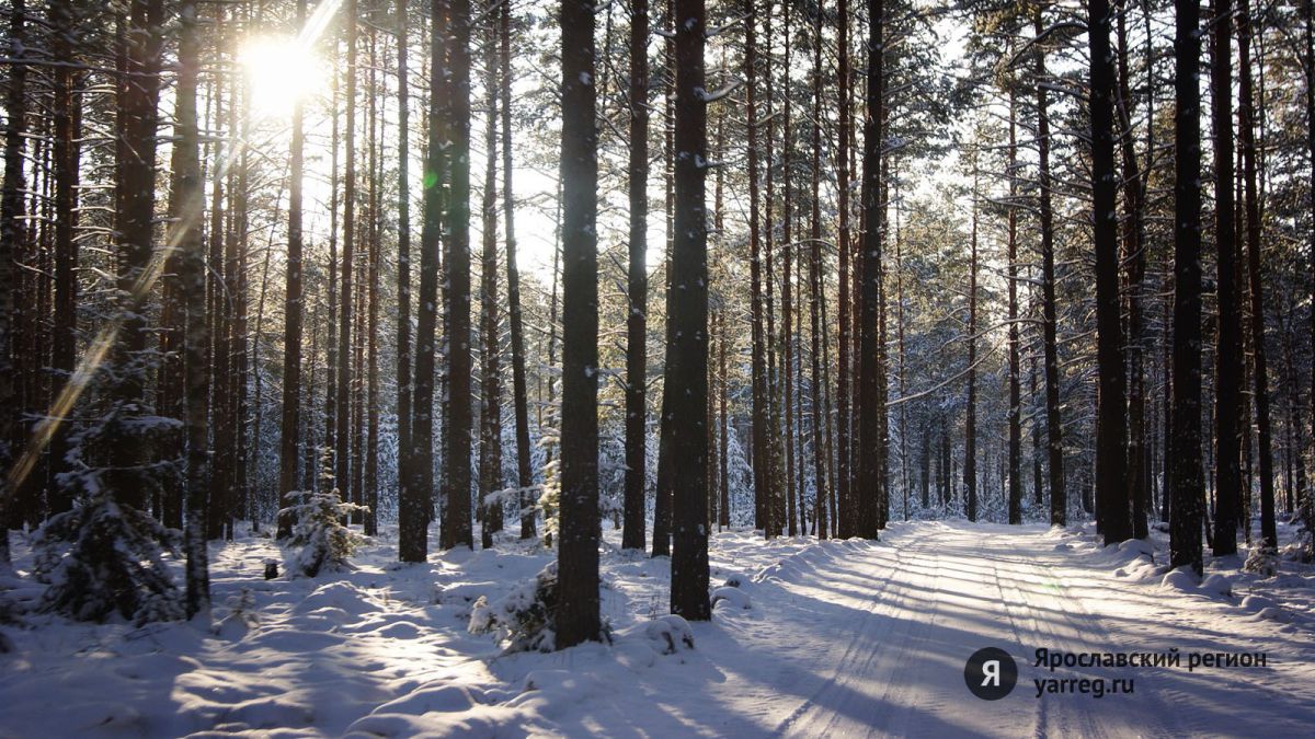 В Ярославле откроют семь бесплатных лыжных трасс