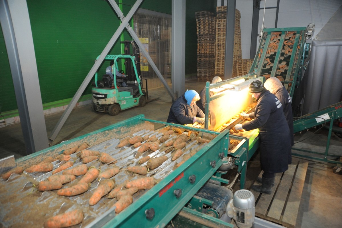 Для производителей картофеля и овощей в Ярославской области ввели новую меру поддержки
