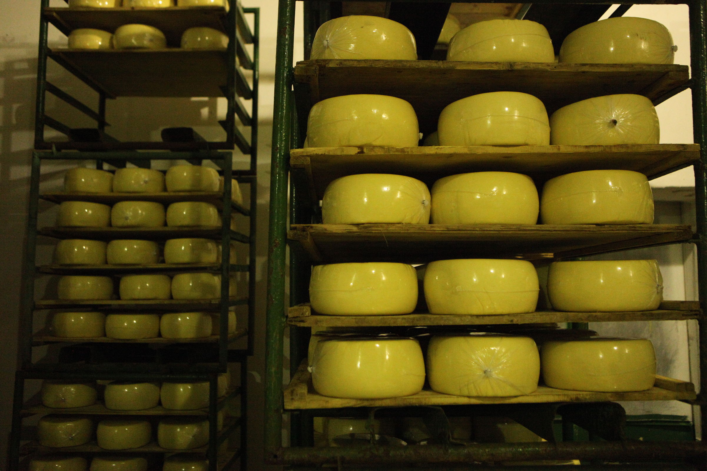 Объем выпуска сыров в Ярославской области удвоился