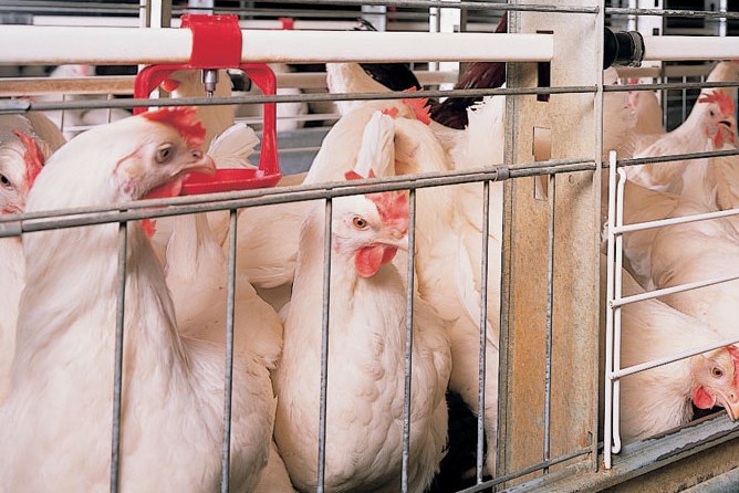 В лидерах – мясо и молоко: экспорт продукции АПК в Ярославской области достиг 10,7 миллиона долларов США