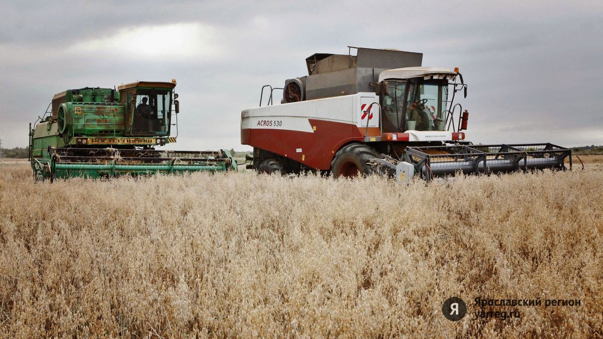 Уборка зерновых культур в Ярославской области миновала «экватор» 